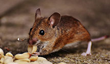24 Hour & Emergency Exterminators in Goldsboro, NC